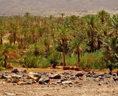 Excursión al Palmeral de Marrakech