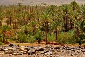 Excursión al Palmeral de Marrakech